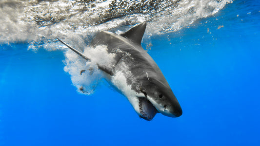 What Is an Apex Predator? Definition + Examples