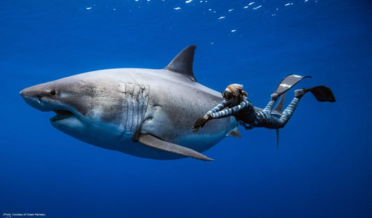 Free diver Ocean Ramsey swimming along side a giant female great white shark.