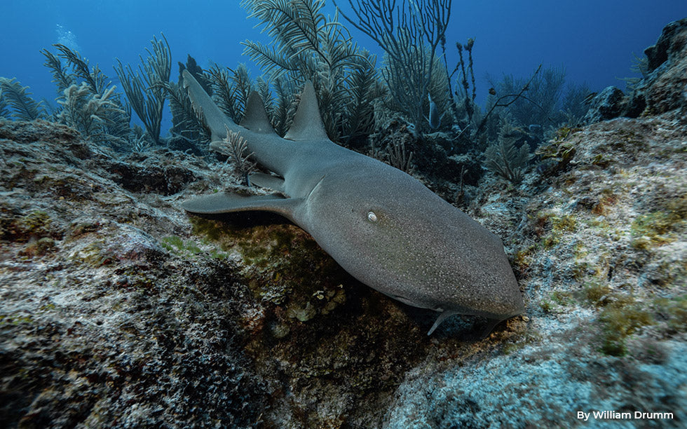 Do Sharks Sleep? The Truth About Shark Rest Cycles