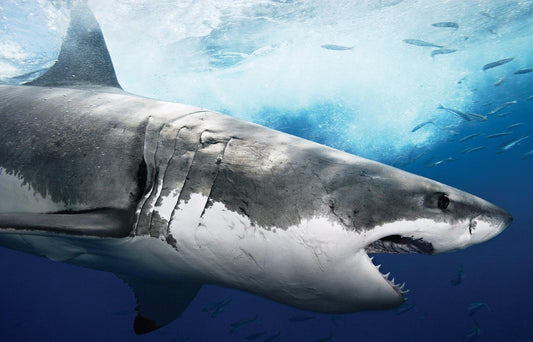 Great White Shark Facts That Will Blow Your Mind (2026 Guide)