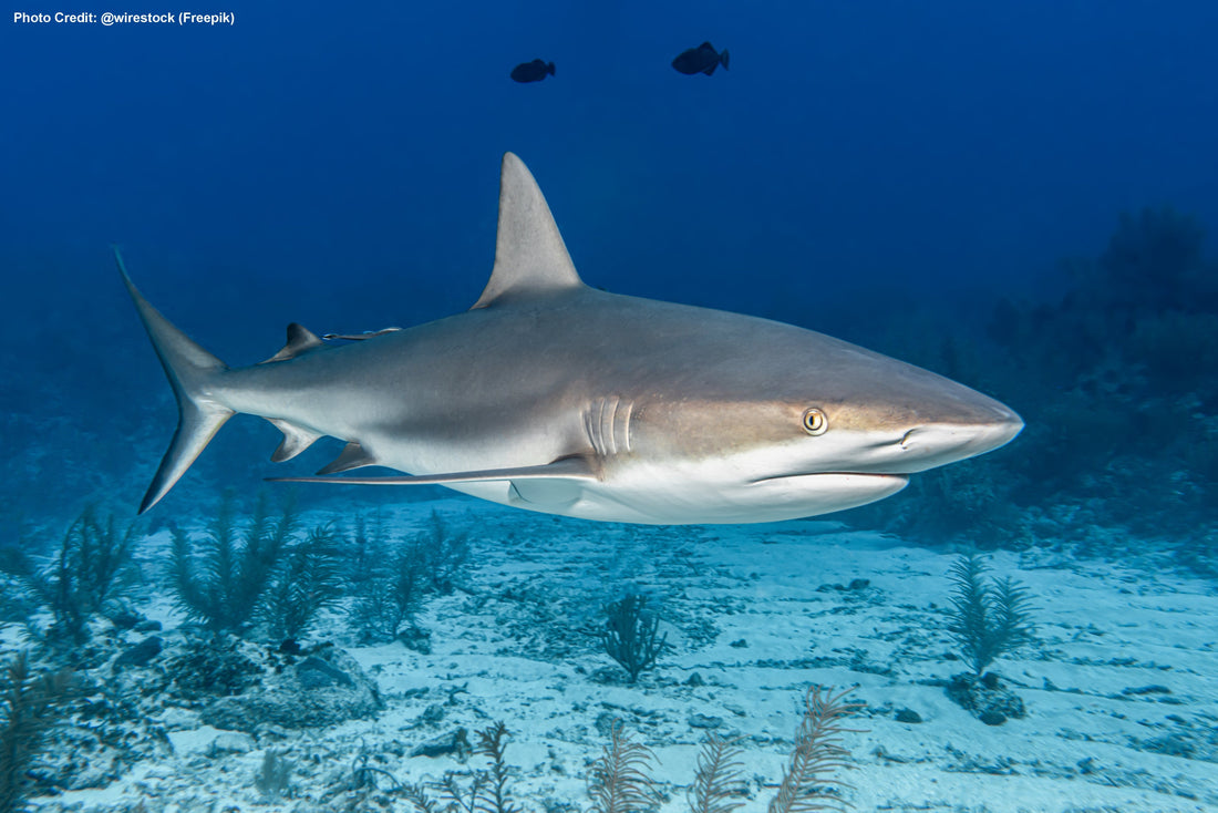 Why Sharks Are Essential for Ocean Ecosystems (And Why It Matters More Than Ever)